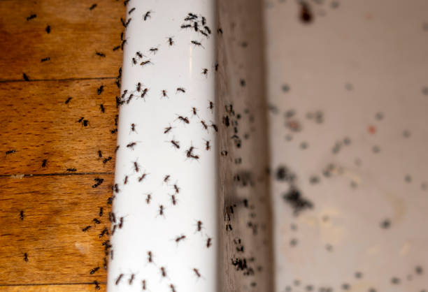 Best Spider Control Near Me  in Bellevue, KY