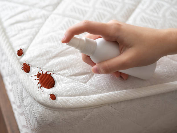 Best Pest Removal Services  in Bellevue, KY