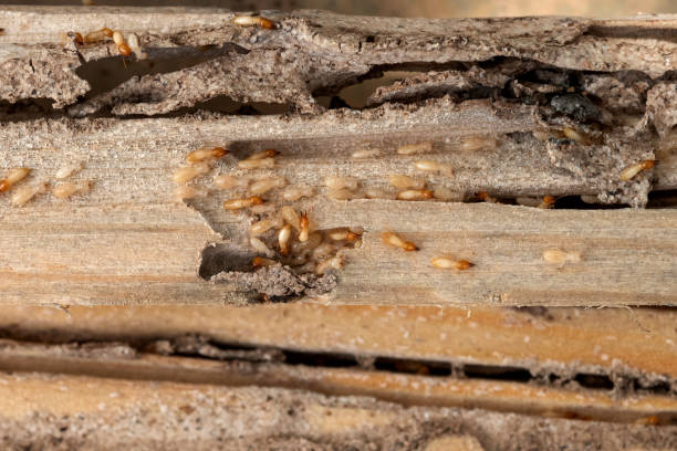 Best Affordable Pest Control Services  in Bellevue, KY
